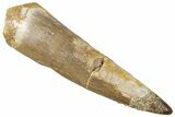 Fossil Plesiosaur (Zarafasaura) Tooth - Morocco #298288-1
